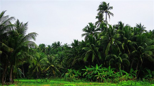 茶理镇奶茶是全国连锁吗